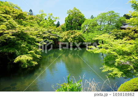 林泉　池　若葉に新緑　青もみじ　醍醐寺 103810862