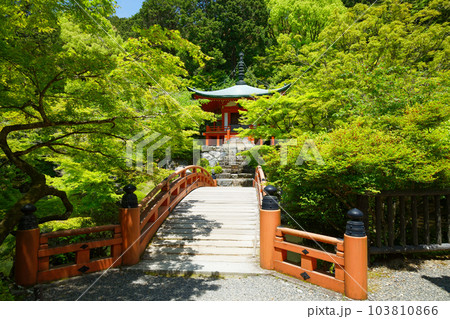 林泉に架かる橋 弁天堂 若葉に新緑 青もみじ 醍醐寺 林泉に架かる橋 弁天堂 若葉に新緑 青もみじ 醍醐寺 103810866