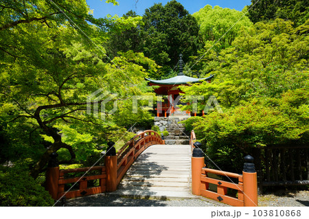林泉に架かる橋　弁天堂　若葉に新緑　青もみじ　醍醐寺 103810868