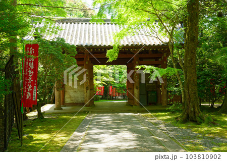 醍醐寺 日月門 若葉に新緑 青もみじ 醍醐寺 日月門 若葉に新緑 青もみじ 103810902