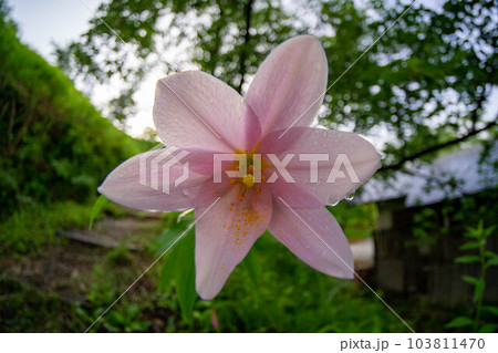 魚眼レンズで写すヒメサユリ 魚眼レンズで写すヒメサユリ 103811470