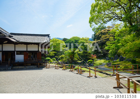 三宝院庭園　醍醐寺　若葉に新緑　青もみじ 103811538