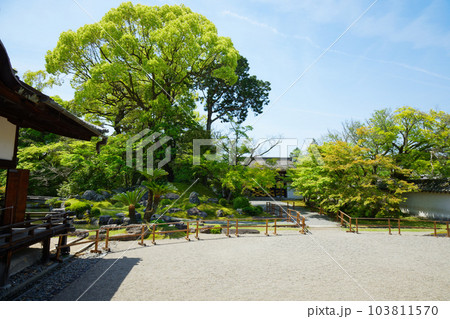 三宝院庭園　醍醐寺　若葉に新緑　青もみじ 103811570