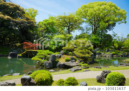 三宝院庭園　醍醐寺　若葉に新緑　青もみじ 103811637