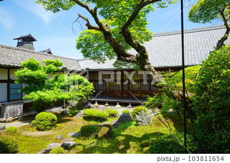 三宝院庭園　醍醐寺　若葉に新緑　青もみじ 103811654