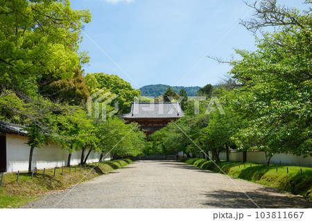 醍醐寺　西大門　仁王門　若葉に新緑　青もみじ 103811667