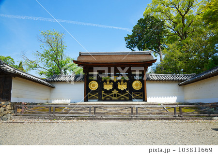 唐門　三宝院庭園　醍醐寺　若葉に新緑　青もみじ 103811669