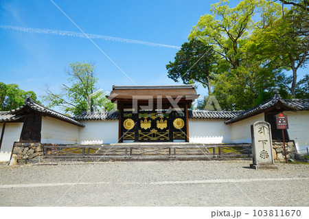 唐門　三宝院庭園　醍醐寺　若葉に新緑　青もみじ 103811670