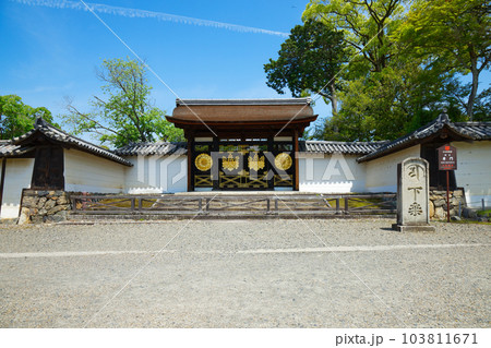 唐門　三宝院庭園　醍醐寺　若葉に新緑　青もみじ 103811671