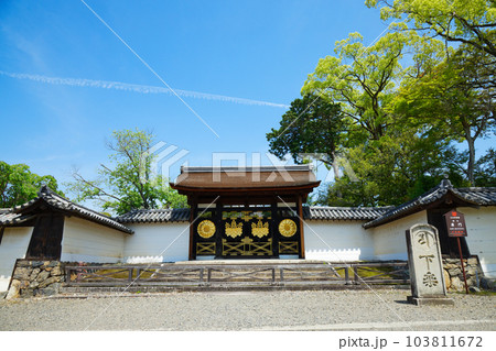 唐門　三宝院庭園　醍醐寺　若葉に新緑　青もみじ 103811672