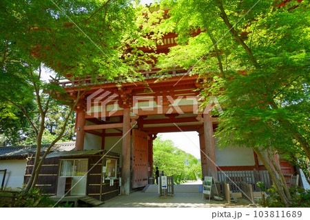 醍醐寺 西大門 仁王門 若葉に新緑 青もみじ 醍醐寺 西大門 仁王門 若葉に新緑 青もみじ 103811689