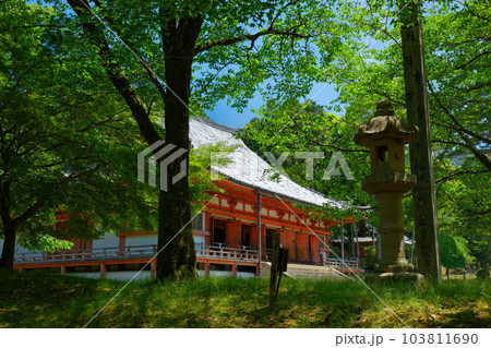 醍醐寺　金堂　若葉に新緑　青もみじ 103811690