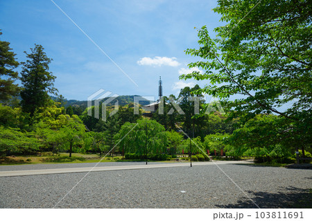 醍醐寺 五重塔 若葉に新緑 青もみじ 醍醐寺 五重塔 若葉に新緑 青もみじ 103811691