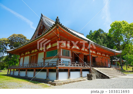 醍醐寺 金堂 若葉に新緑 青もみじ 醍醐寺 金堂 若葉に新緑 青もみじ 103811693