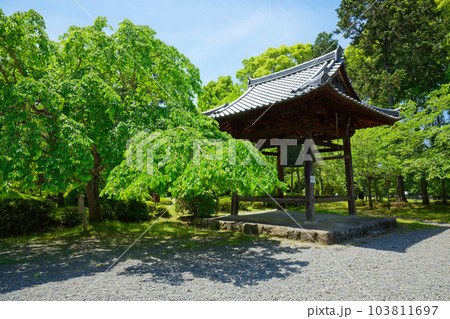 醍醐寺　鐘楼　若葉に新緑　青もみじ 103811697