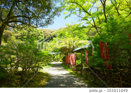 旧伝法学院　修行道場　若葉に新緑　青もみじ　醍醐寺 103811849