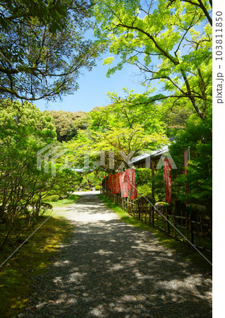 旧伝法学院 修行道場 若葉に新緑 青もみじ 醍醐寺 旧伝法学院 修行道場 若葉に新緑 青もみじ 醍醐寺 103811850