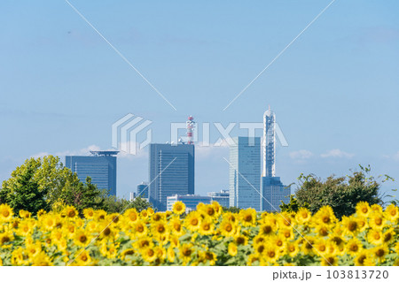 「埼玉県」見沼田んぼのヒマワリ畑 「埼玉県」見沼田んぼのヒマワリ畑 103813720