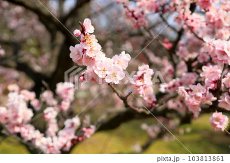 ピンクの梅の花 ピンクの梅の花 103813861