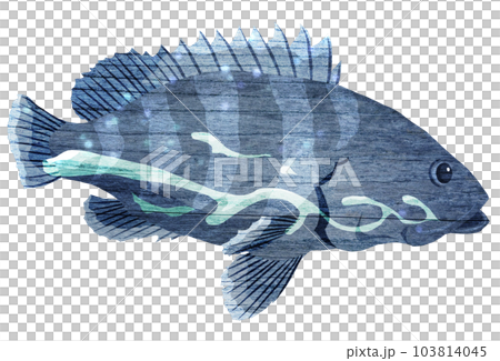 深海を泳ぐマハタのイラスト 103814045