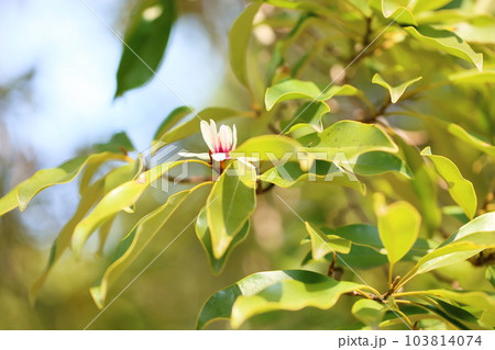 オガタマノキの花 103814074