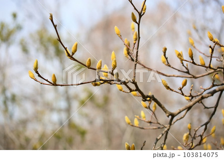 ハクモクレンの蕾 103814075