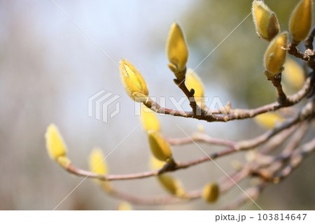 ハクモクレンの蕾 103814647