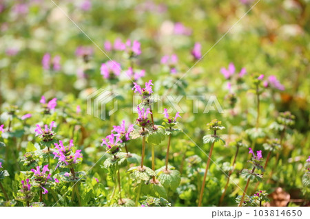 ホトケノザの花 103814650