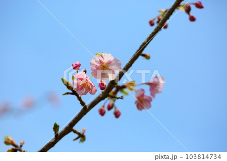 カワヅザクラの花　満開 103814734