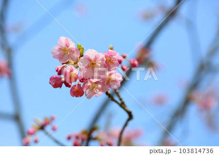 カワヅザクラの花　満開 103814736