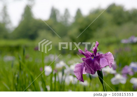 花菖蒲 花菖蒲 103815353