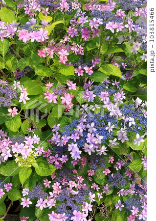 額紫陽花 103815466