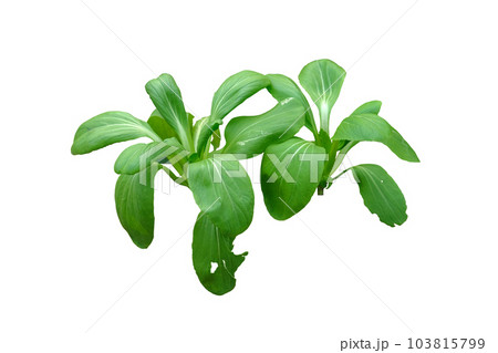 choy sum or bok choy 103815799