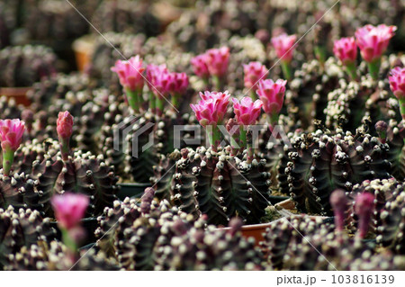 beautiful cactus in flower shop beautiful cactus in flower shop 103816139