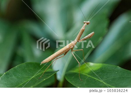 茶色のコカマキリ 103816224