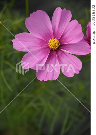 綺麗に咲いた一凛のコスモス 103816232