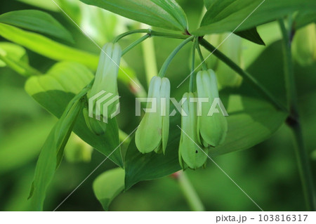 ホウチャクソウ 103816317