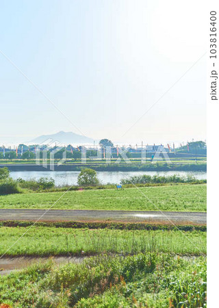 2023年5月鯉のぼりと筑波山 103816400