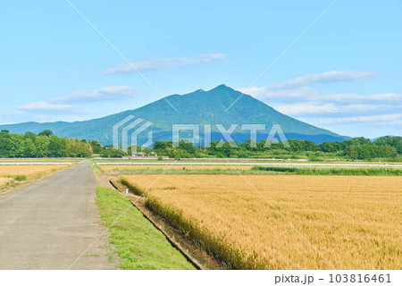 2023年5月6月麦畑と筑波山 2023年5月6月麦畑と筑波山 103816461