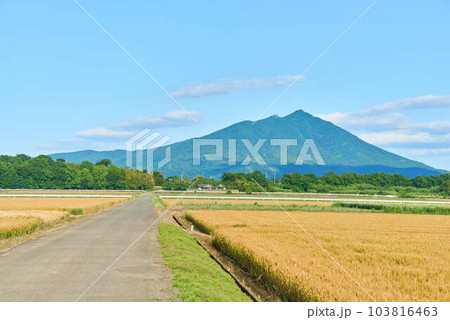2023年5月6月麦畑と筑波山 2023年5月6月麦畑と筑波山 103816463