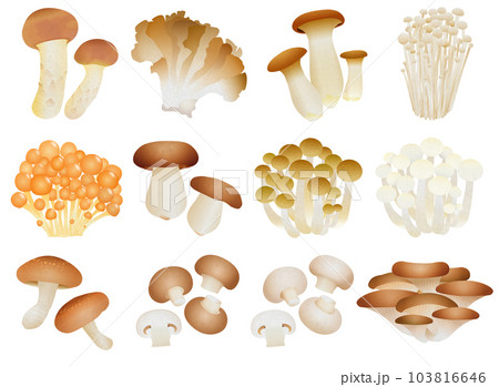 日本のキノコ バリエーション 日本のキノコ バリエーション 103816646