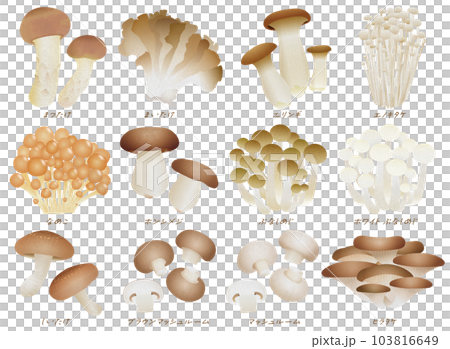 日本蘑菇變異 日本蘑菇變異 103816649