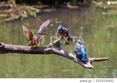 《子育て繁忙のカワセミ》カワセミの子育て・親子 103816982