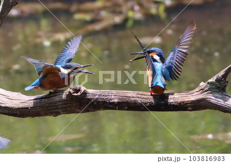 《子育て繁忙のカワセミ》カワセミの子育て・親子 103816983