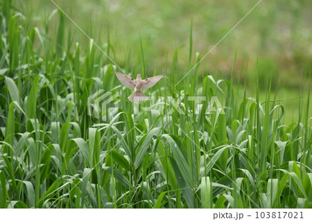 バードウォッチング夏鳥のオオヨシキリ バードウォッチング夏鳥のオオヨシキリ 103817021