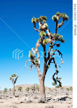 カリフォルニアの砂漠のジョシュアツリー カリフォルニアの砂漠のジョシュアツリー 103817038