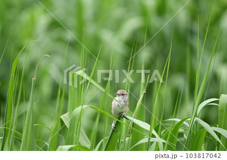 バードウォッチング夏鳥のオオヨシキリ 103817042