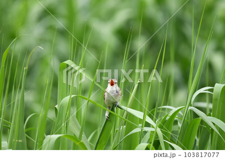 バードウォッチング夏鳥のオオヨシキリ バードウォッチング夏鳥のオオヨシキリ 103817077