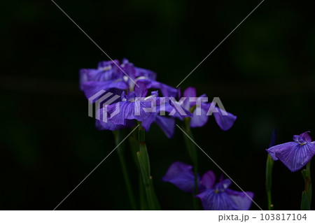 アヤメ ハナショウブ園 大船フラワーセンター アヤメ ハナショウブ園 大船フラワーセンター 103817104