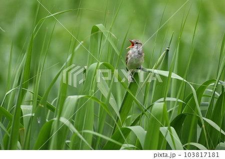 バードウォッチング夏鳥のオオヨシキリ 103817181